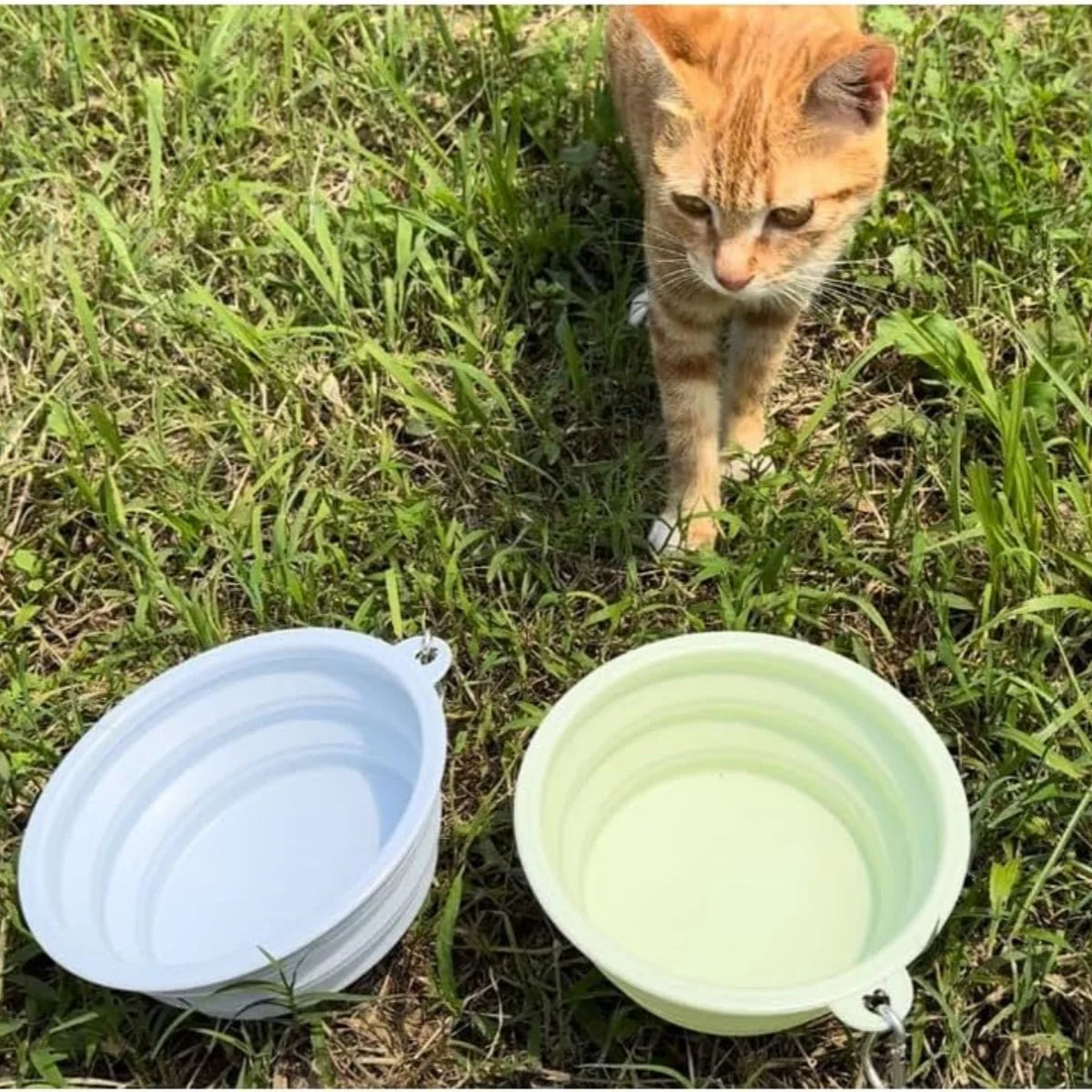 Collapsible Travel Silicone Pet Bowl with Carabiner